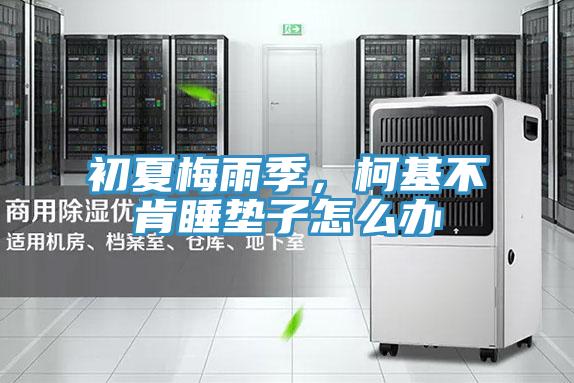 初夏梅雨季，柯基不肯睡墊子怎么辦