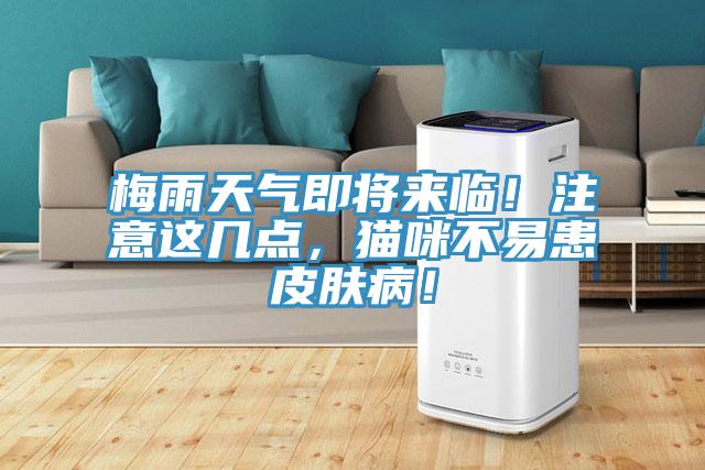 梅雨天氣即將來臨！注意這幾點，貓咪不易患皮膚??！