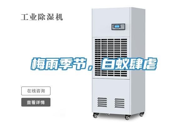 梅雨季節(jié)，白蟻肆虐