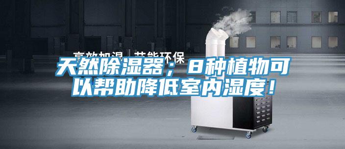 天然除濕器；8種植物可以幫助降低室內(nèi)濕度！